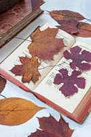 Autumn leaves pressed in old book