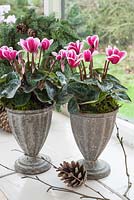 Small bi-coloured cyclamen in metal container with moss on windowsill