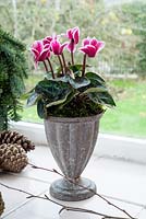 Small bi-coloured cyclamen in metal container with moss on windowsill