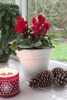 Small red cyclamen on windowsill with cones and candle