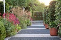Contemporary path and steps with Red Valerian - Centranthus ruber, Stipa gigantea, clipped Buxus sempervirens, Salvia Caradonna, Phlomis russeliana, Alchemilla mollis with Betula Silver Birch and mature beech - Fagus sylvatica hedging