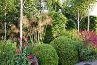 Red Valerian - Centranthus ruber, Stipa gigantea, Euphorbia, clipped Buxus and Betula - Silver Birch 
