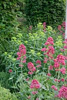 Red Valerian - Centranthus ruber and Euphorbia