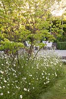 Grass pathway leading to patio area through naturalistic wild planting with Ox-eye daisies - Leucanthemum vulgare and Cornus kousa Milky Way