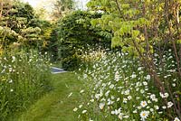 Grass pathway through naturalistic wild planting with Ox-eye daisies - Leucanthemum vulgare and Cornus kousa Milky Way
