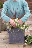 Planting Viola 'Teardrops White' at the forefront of the container