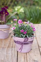 Transformed terracotta pots planted with Primula and Dianthus 'Pink Kisses'