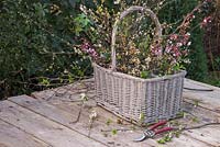 A wicker basket containing spring blossom of Willow, Cherry, Elderberry and Pyracantha