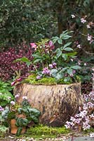 A hollow tree stump planted with Cyclamen coum, Helleborus orientalis and a top layer of moss