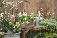 Basket of Anemone blanda and a potted Helleborus x nigercors 'Emma' in a spring setting