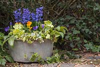 Metal basin planted with Helleborus argutifolius, Anemone blanda, Viola cornuta 'Citrus Mix' Sorbet series, Variegated Ivy and Hyacinth