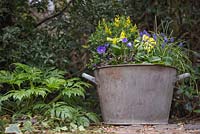 Metal basin planted with Primula veris, Genista 'Porlock', Anemone blanda and Muscari