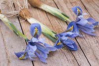 Iris reticulata 'Alida' on a wooden surface