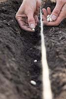 Sowing Dwarf French Bean 'Artemis' in a shallow trench using string as a guide