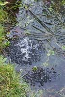 Large collection of Frog spawn frozen in a small pond