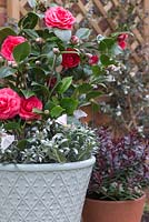 Container featuring Camellia japonica underplanted with Convolvulus cneorum