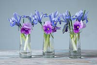Iris reticulata 'Alida' and Viola cornuta 'Orchid Rose Beacon' Sorbet series, in miniature glass vases