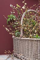 Wicker basket containing spring blossom of Willow, Sambucus, Cherry and Hawthorn