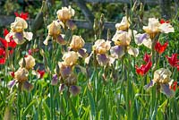 Iris 'Benton Olive'. National Collection of Sir Cedric Morris irises