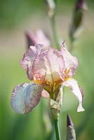Iris 'Benton Daphne'. National Collection of Sir Cedric Morris irises