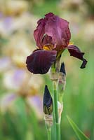 Iris 'Caramel'. National Collection of Sir Cedric Morris irises