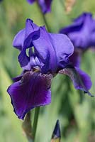 Iris 'Benton Nigel'. National Collection of Sir Cedric Morris irises