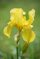 Iris 'Apollo'. National Collection of Sir Cedric Morris irises