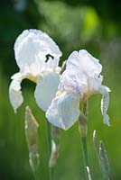 Iris 'Benton Opal'. National Collection of Sir Cedric Morris irises