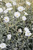 Cerastium tomentosum - Snow-in-Summer