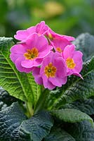 Polyanthus magenta with yellow centre