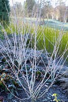 Winter stems of Acer Tegmentosum 'Valley Phantom' underplanted with Microbiota Decussata with stems of Cornus Sericea Flaviramea