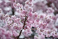 Prunus Shimidsu Sakura 