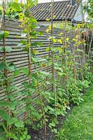 Phaseolus coccineus - Runner beans trained on bamboo stems next to fence