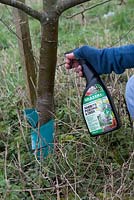 Applying animal repellant to stem of young apple tree to deter rodent damage - ready for use pack