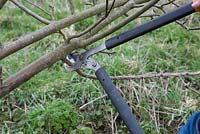 Using loppers to prune young apple tree, Malus 'Discovery'