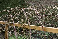 Rosa 'Cecile Brunner' after pruning and tying onto frame