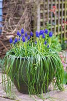 Muscari armeniacum - Grape hyacinth, flowering in a container to brighten up the patio.