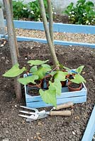 Transplanting pot raised Runner beans - Phaseolus coccineus, 'Streamline', into final position