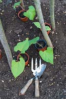 Transplanting pot raised Runner beans - Phaseolus coccineus, 'Streamline', into final position