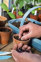 Runner Bean, Phaseolus coccineus, 'Streamline' sowing seeds into terracotta pots on the potting bench.