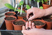 Runner Bean, Phaseolus coccineus, 'Streamline' sowing seeds into plastic pots on the potting bench.