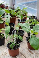 Tomato, Chilli, Courgette, Aubergine and Cucumber plants on the greenhouse staging, ready for potting on in to final position.