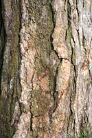 Tree trunk and bark of Corsican Pine with striking texture, shape and colour in Spring 