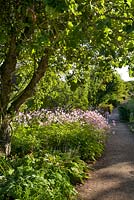 Walled garden, Cambo, Fife, Scotland, UK. Drift of Japanese anemones by apple tree