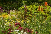 Walled garden, Cambo, Fife, Scotland, UK. Prairie-style planting in late summer featuring  achillea, monarda, Kniphofia and chysanthemums
