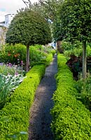 Broughton House, Kirkcudbright, Scotland, UK. lollypop-shaped clipped hollies, variegated hostas, primula, lilies behind box edged path