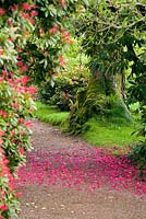 Brodick, Isle of Arran, Scotland, UK. Carpet of fallen rhododendron petals by mossy tree trunk. Pieris Forest Flame and Camellia x williamsii