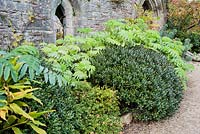 A border of bold foliage plants includes Melianthus major, hebes, potentillas and hedychiums against a wall of the ruined Great Hall at the Bishop's Palace in Wells, Somerset