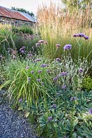 Verbena bonariensis rises from a mat of Stachys byzantina 'Silver Carpet' with tall Calamagrostis 'Karl Foerster' behind in the Barn Garden. The Bay Garden, Camolin, Co Wexford, Ireland
