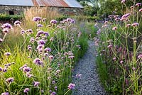 A slate path winds between clumps of tall Verbena bonariensis and low Teucrium hircanicum in the Barn Garden. The Bay Garden, Camolin, Co Wexford, Ireland